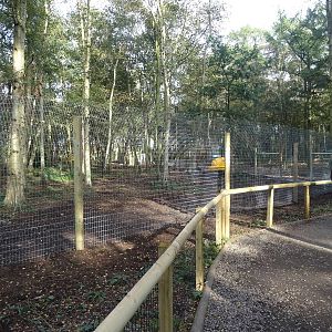 Part of African Hunting Dog Exhibit at Yorkshire Wildlife Park