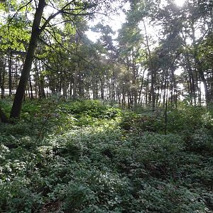Woodland at Yorkshire Wildlife Park