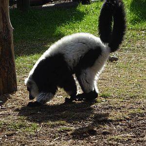 Black-and-white Ruffed Lemur at Yorkshire Wildlife Park