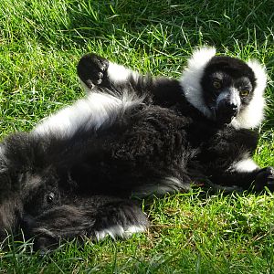 Black-and-white Ruffed Lemur at Yorkshire Wildlife Park