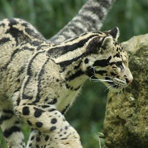 Clouded Leopard