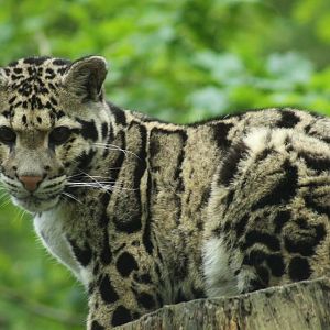 Clouded Leopard
