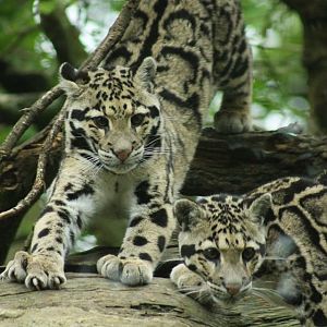 Clouded Leopard
