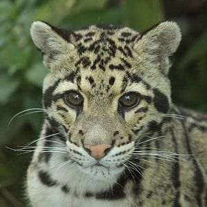 Clouded Leopard
