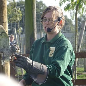 White-faced Scops Owl at the Animal Action Theatre at Yorkshire Wildlife Pa