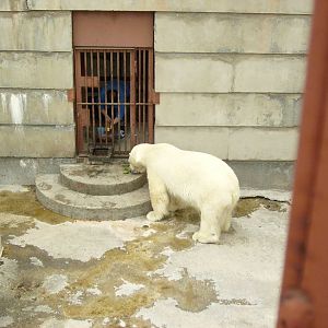 Polar bear eating cucumbers
