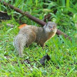 Small Asian Mongoose