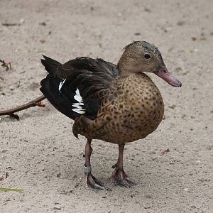 Madagascar teal
