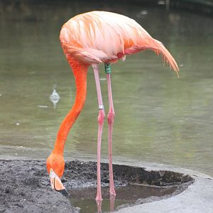 Caribbean flamingo