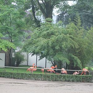 Caribbean flamingo enclosure