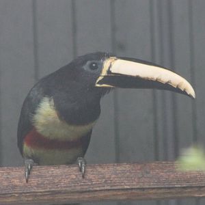 Black-necked aracari