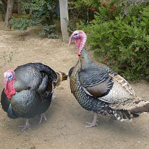 Turkey Toms in the avairy