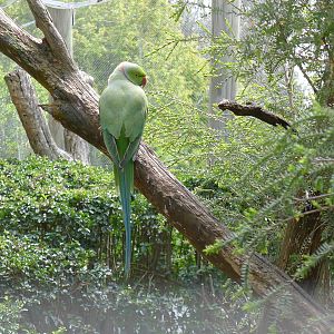 Indian Ringnecked Parrot