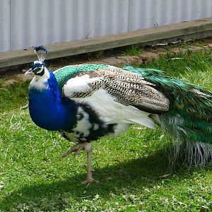 Pied Peacock