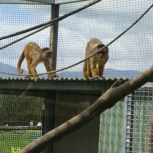 Capuchins - white fronted?
