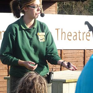 Cockroaches at the Animal Action Theatre at Yorkshire Wildlife Park