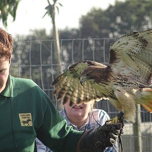 Red-tailed Hawk at the Animal Action Theatre at Yorkshire Wildlife Park