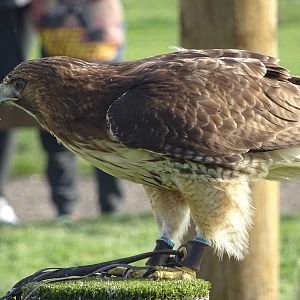 Red-tailed Hawk at the Animal Action Theatre at Yorkshire Wildlife Park