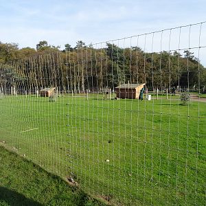 Wallaby Walkabout at Yorkshire Wildlife Park