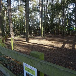 Red River Hog Exhibit at Yorkshire Wildlife Park