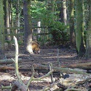 Red River Hogs at Yorkshire Wildlife Park