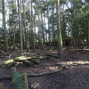 Red River Hog Exhibit at Yorkshire Wildlife Park