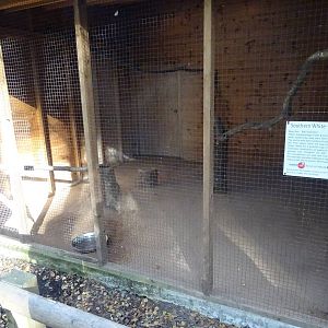 Southern White-faced Scops Owl Aviary at Yorkshire Wildlife Park