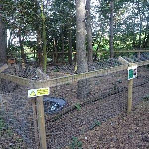 Raccoon Dog Exhibit at Yorkshire Wildlife Park
