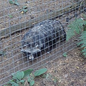 Raccoon Dog at Yorkshire Wildlife Park