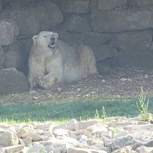 Polar Bear at Yorkshire Wildlife Park