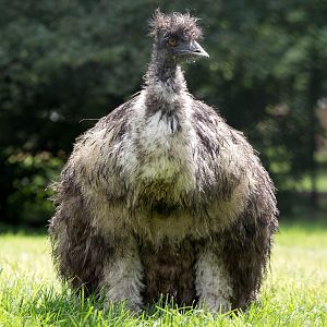 Emu : Cotswold WP : 27 Jun 2014