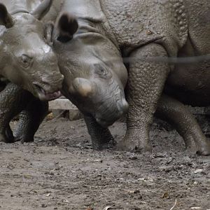 Chester Zoo Greater one-horned Rhino