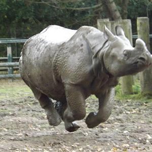 Chester Zoo Greater one-horned Rhino