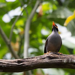 Bank mynah : Cotswold WP : 27 Jun 2014