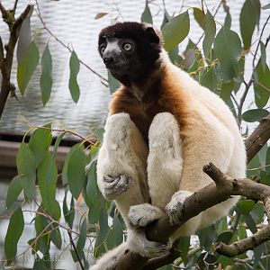 Crowned sifaka : Cotswold WP : 27 Jun 2014