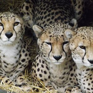Chester Zoo Cheetahs