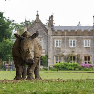 White rhinoceros : Cotswold WP : 27 Jun 2014