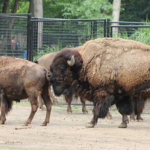 American bisons