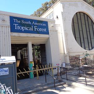 South American Tropical Forest Renovation #1