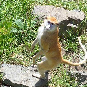Patas Monkey #3