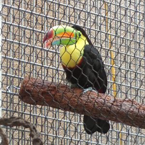 Keel-billed toucan