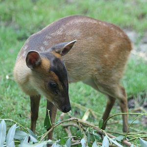 Muntjac