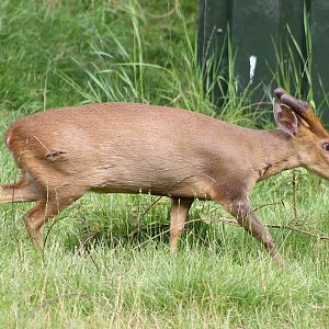 Muntjac