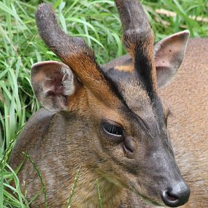 Muntjac