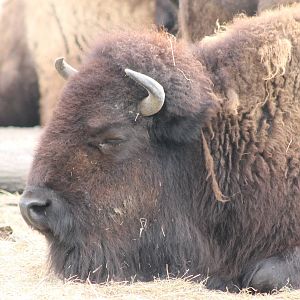 Bison