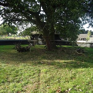 Common Marmoset Exhibit at Yorkshire Wildlife Park
