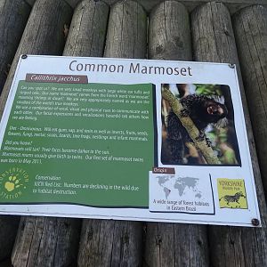 Common Marmoset Sign at Yorkshire Wildlife Park