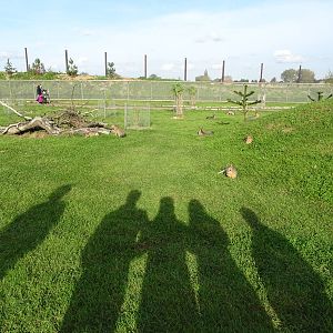 Lots of Maras at Yorkshire Wildlife Park