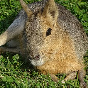 Patagonian Mara at Yorkshire Wildlife Park