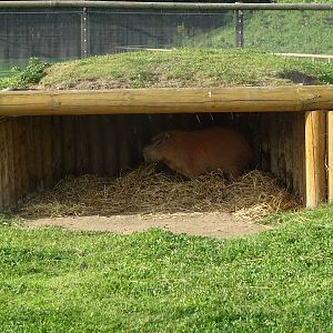 Capybara at Yorkshire Wildlife Park